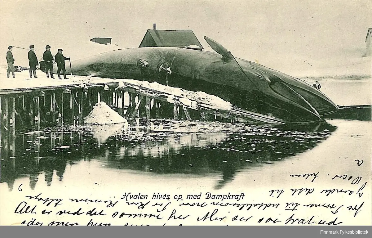 Postkort med motiv av en hval som hales på land. Kortet er sendt fra Hammerfest i november 1906 til Kirsten Buck på Hasvik.