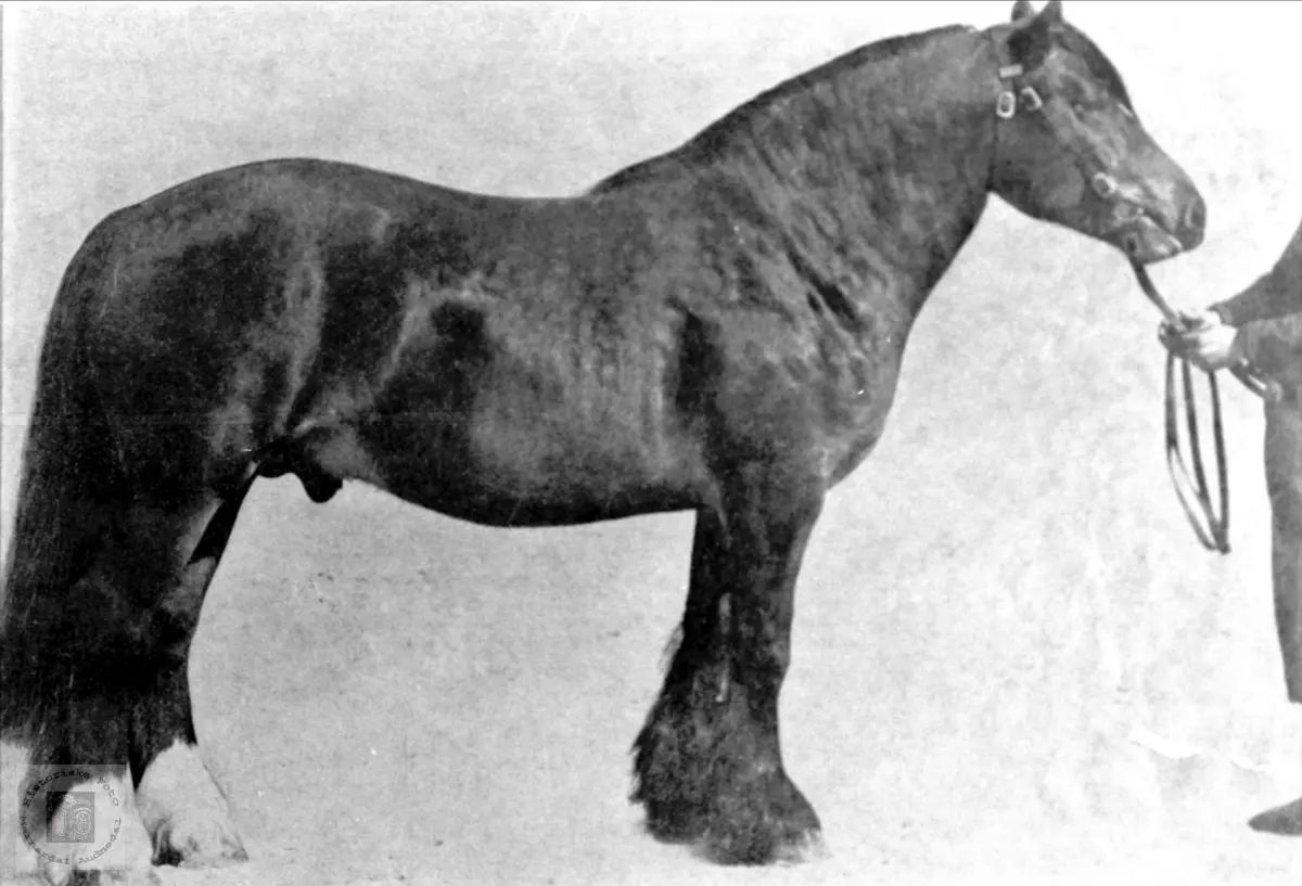 Hesten min. Asbjørn Olsen.