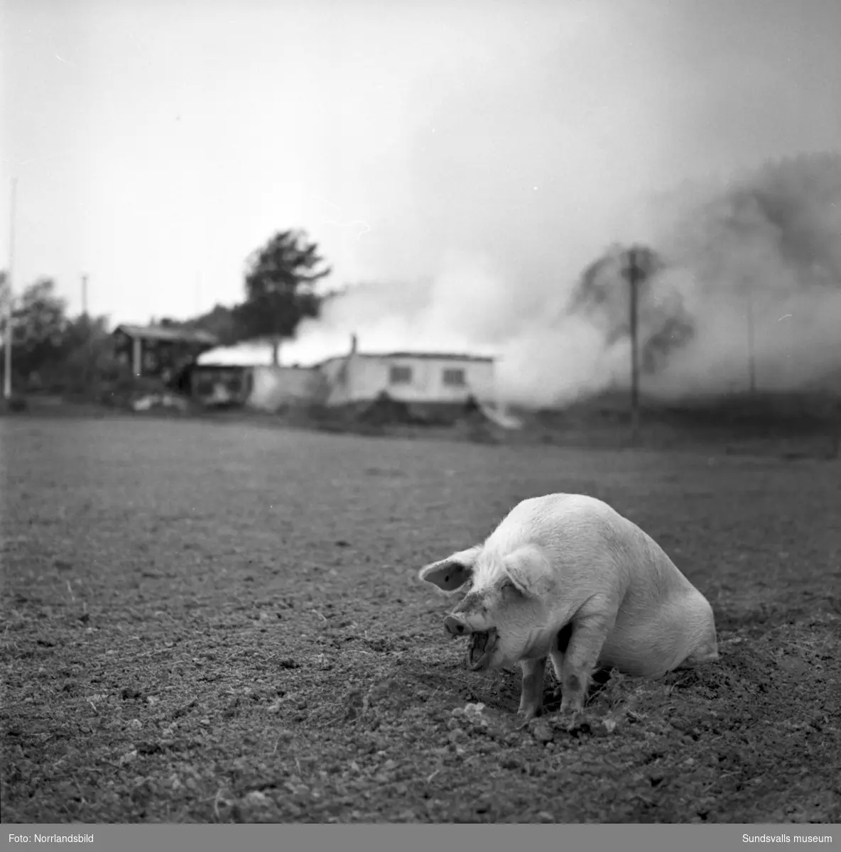Ladugårdsbrand i Norrlindsjö, Attmar. En husvill gris tar sin tillflykt till säkrare marker.