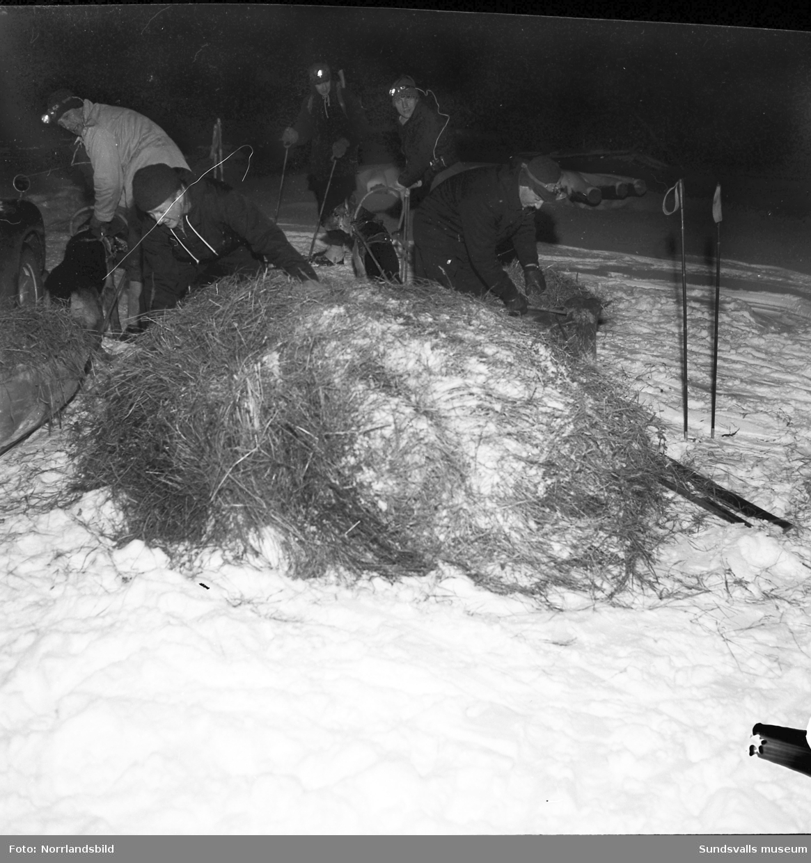 Brukshundklubben utfodrar rådjur vid Sidsjöbodarna, hundar drar pulkor med stora hölass. Från vänster ses Olle Eriksson, Jan Norlin, Lars Isaksson, Sven Westerlund och Wilhelm Lindstedt.