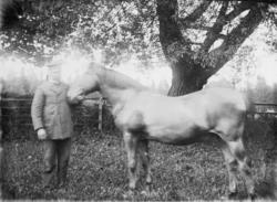 Fotosamling etter Cappelen. Mann og hest.