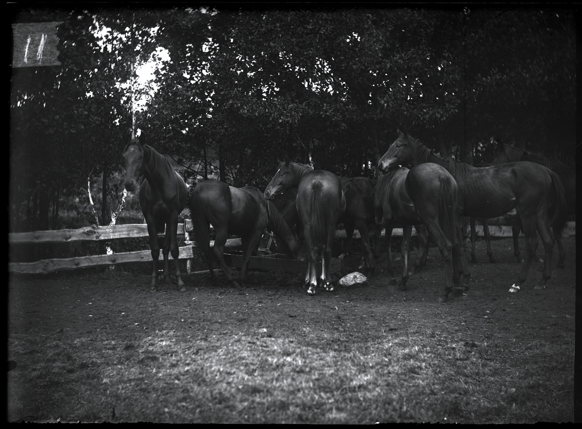 Hästar i parken