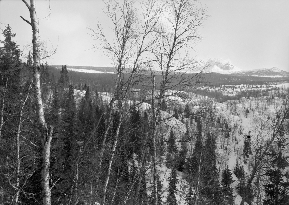 Utmarkslandskap i Hattfjelldal på Helgeland, fotografert vinteren 1910.  Fotografiene er tatt fra en bakkekam mot et snødekt, kupert landskap med spredte gran- og bjørketrær.  Bildet er antakelig tatt for å vise resultatet av flere tiår med overeksploatering av skogen i denne bygda.  I 1865 var det et engelsk selskap som kjøpte proprietær Holsts skoger i denne regionen, som omfattet neste hele Hattfjelldal kommune og også en del eiendommer i nabokommunene.  "Engelskbruket" etablerte et stort sagbruk ved Vefsnas utløp i Mosjøen, og organiserte radikale uthogster i ovenforliggende bygder.  Embetsmennene i regionen så tidlig at dette ville bety et økonomisk oppsving, men var samtidig bekymret for de konsekvensene virksomheten kunne få for de naturressursene den var tuftet på.  Amtmann Claus Worsøe uttrykte det slik:  "Det engelske Interessentskabs Hovedinteresse, eller rettere dets eneste Interesse, er nemlig i saa kort Tid som muligt at nyttiggjøre sig Skovene saameget som muligt og paa Skovenes Bestaaen i lang Tid vil der formentlig med saadan Drift ikke kunne haabes."  Denne skepsisen viste det seg å være grunnlag for, noe som også framgår av dette fotografiet.  Etter hvert viste det seg imidlertid også at skogen hadde en reproduksjonsevne som langt overgikk hva man hadde turt å håpe på.  I 1900 solgte det engelske selskapet skogene på Helgeland til den norske stat, som lot leilendingene få kjøpe sine gardsbruk med litt husbruksskog til.  Mye av skogen i dette området har imidlertid vært drevet under ledelse av medarbeidere fra den statlige skogetaten gjennom hele 1900-tallet.