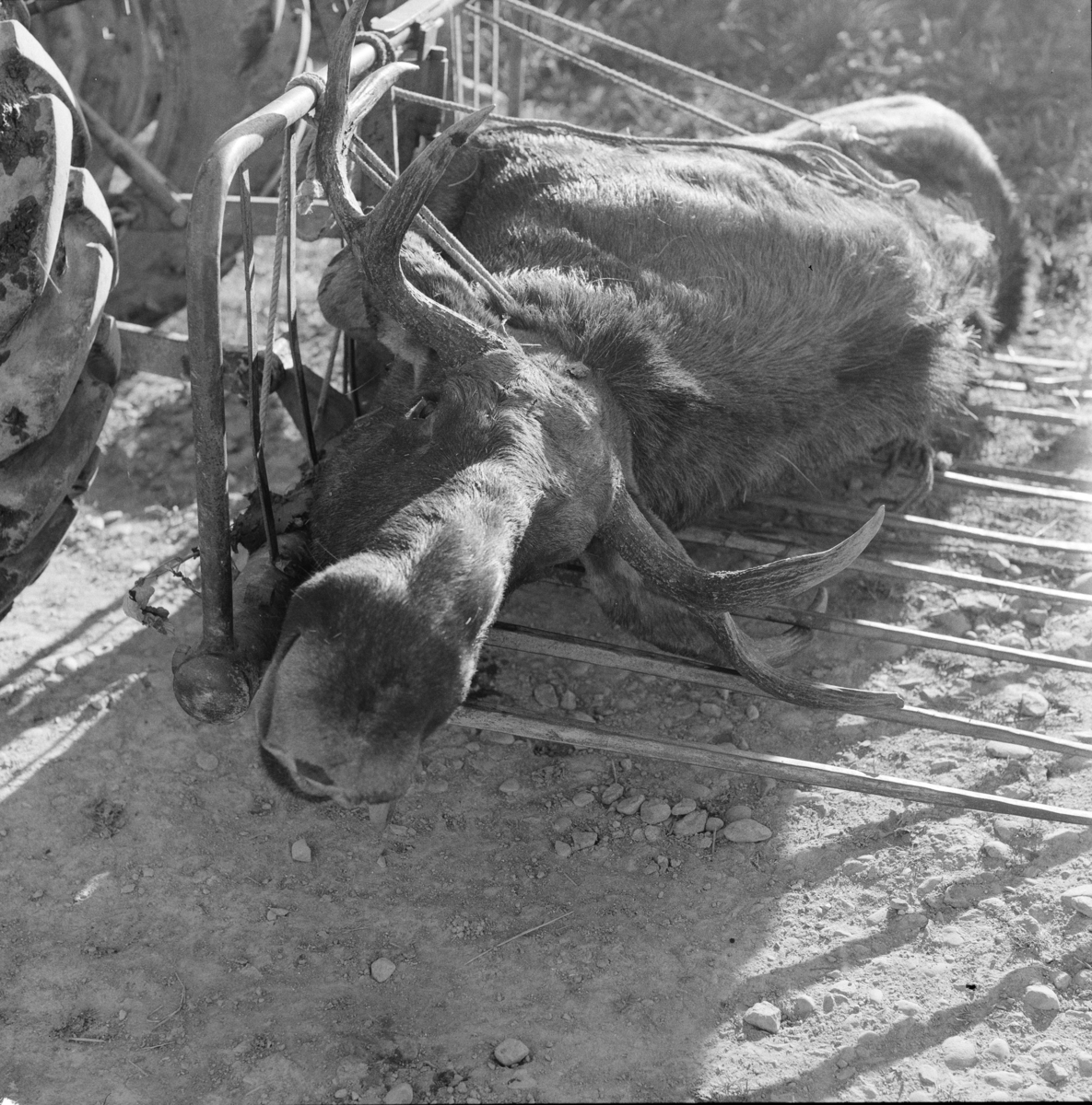 Død elg, skutt i elgjakt i Nitteberg sommeren 1972