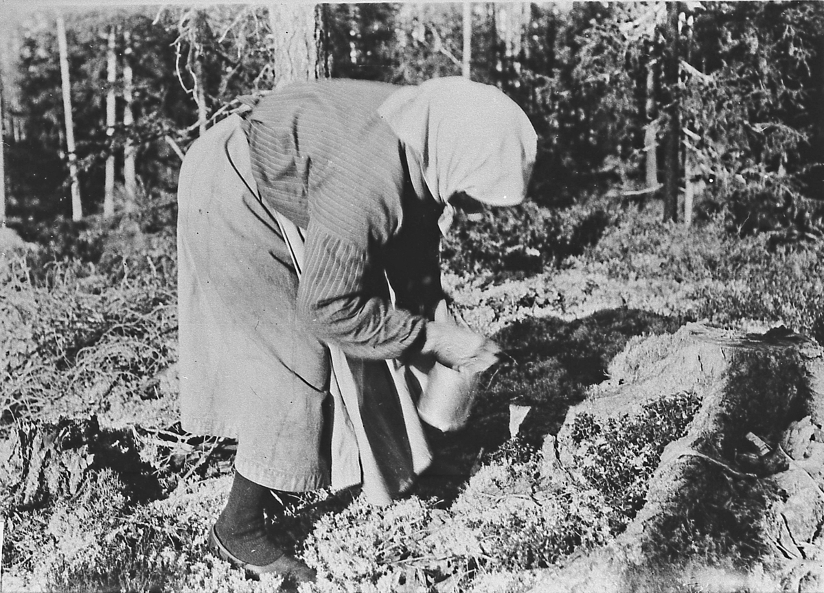 Live Heljesdatter Skinnemoen plukker tyttebær, antagelig ved Eidalsroa i 1924. På føttene har hun "pampusur". 
