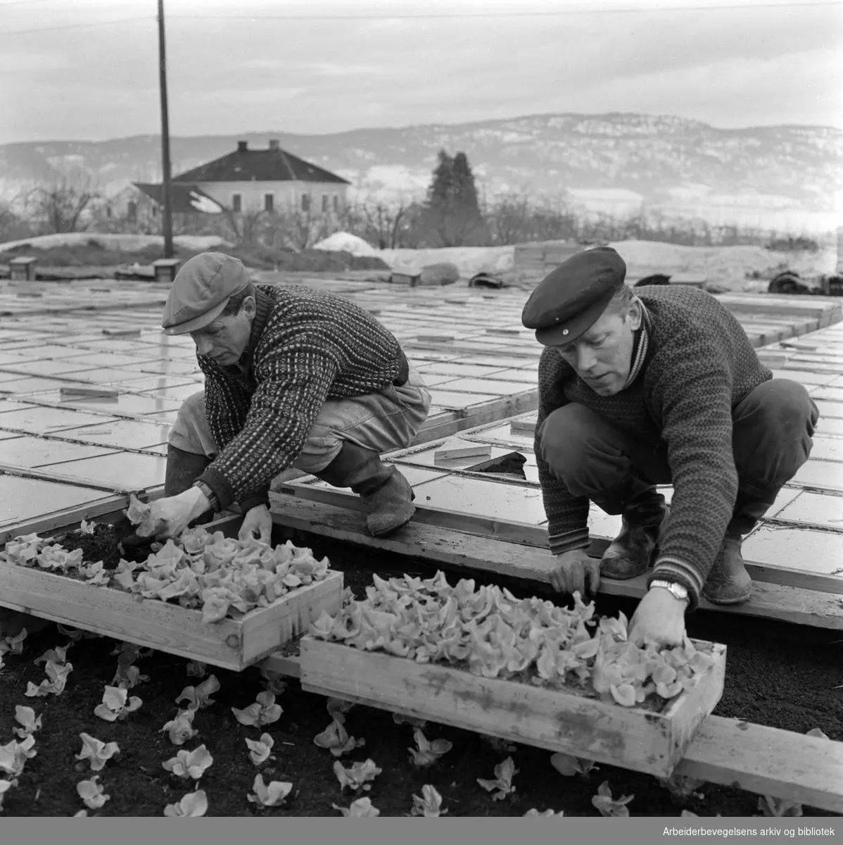 Anders Hafskjolds gartneri på Grette i Lier. Hans Knigge og Jarle Bakkli planter salat. Februar 1959.