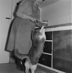 Mimmi Stokker med katten Baldrian ved kjøkkenbenken. Sørum g