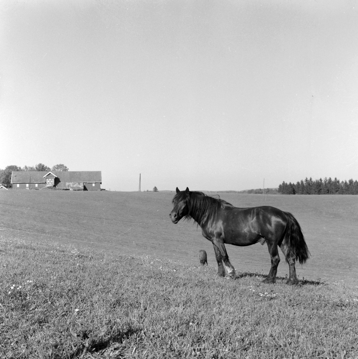 Hest på jordet, Sørum i Gjerdrum ca. 1962