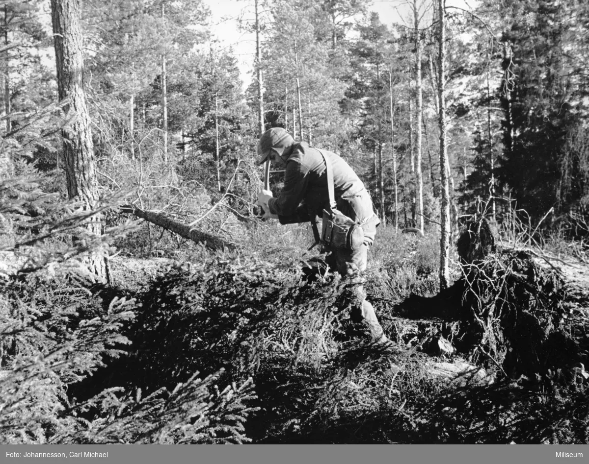 Värnpliktig furir Petersson "Orsa" huggar träd.