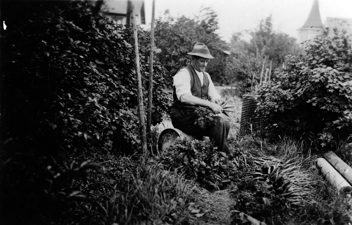 Alex Carlsson binder morotsknippen i sin handelsträdgård i kv. Fregatten. Trädgården startade 1916-17 och drevs fram till 1940-talets början. Alex Carlsson hade tidigare, 1910-16 en speceriaffär på Stampen.