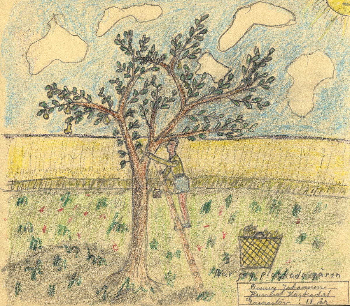 Barnteckning - akvarell.
"Plock".
När jag plockade päron. 

Benny Johansson, Torps skola, Grimslöv, 11 år. 

Inskrivet i huvudbok 1947.