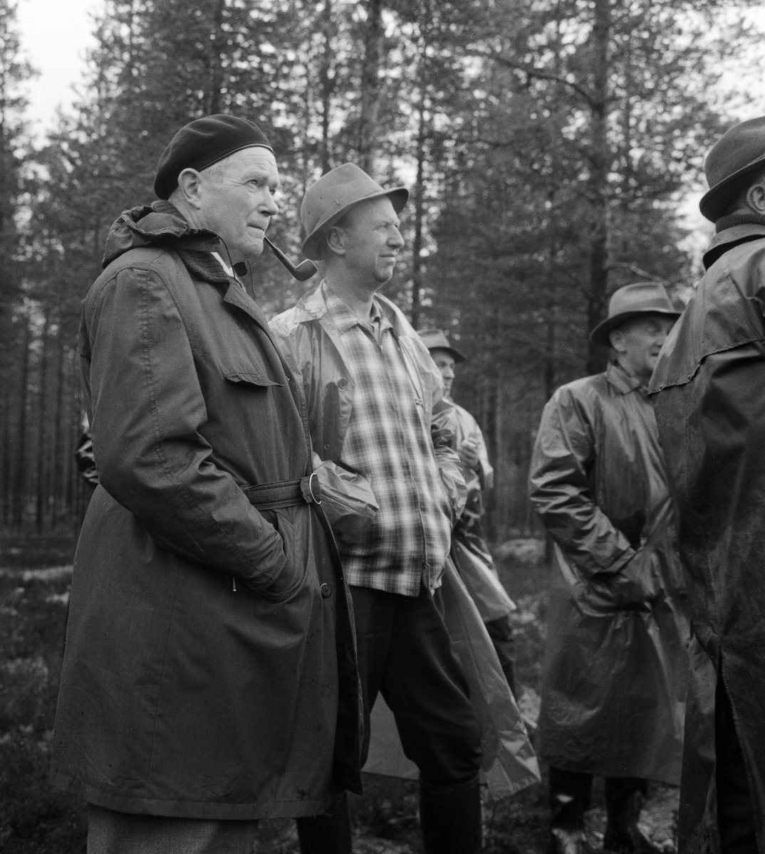 fra-befaring-p-elgbeitet-foryngelsesflate-p-flermoen-i-stre-trysil
