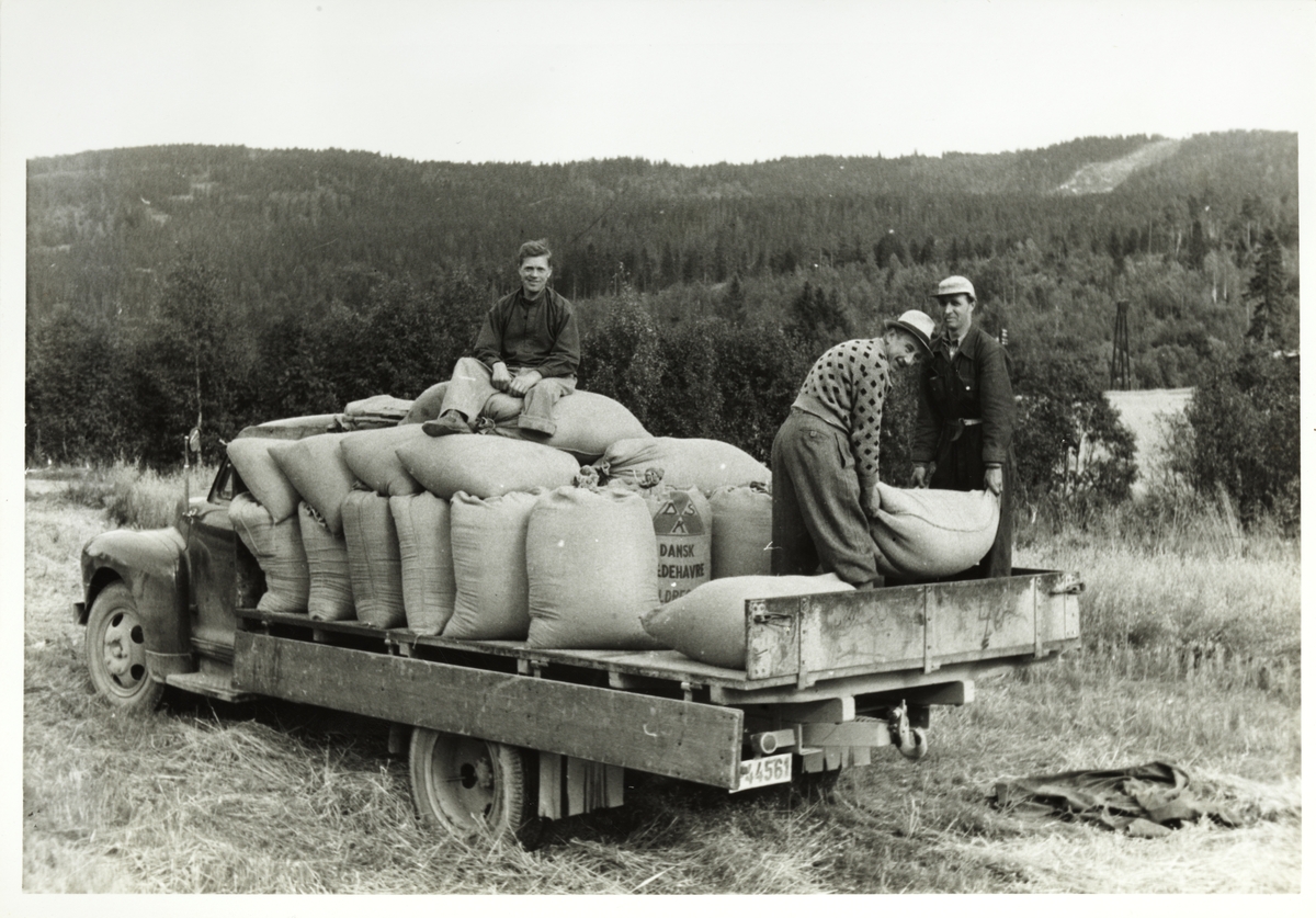 Fullmektig på Bogstad gård, Eivind Holte med strikkegenser, agronom Hagelund og ukjent mann, på lastebil med kornsekker. To menn laster sekkene, én sitter på sekkene. Fotografert 1954.