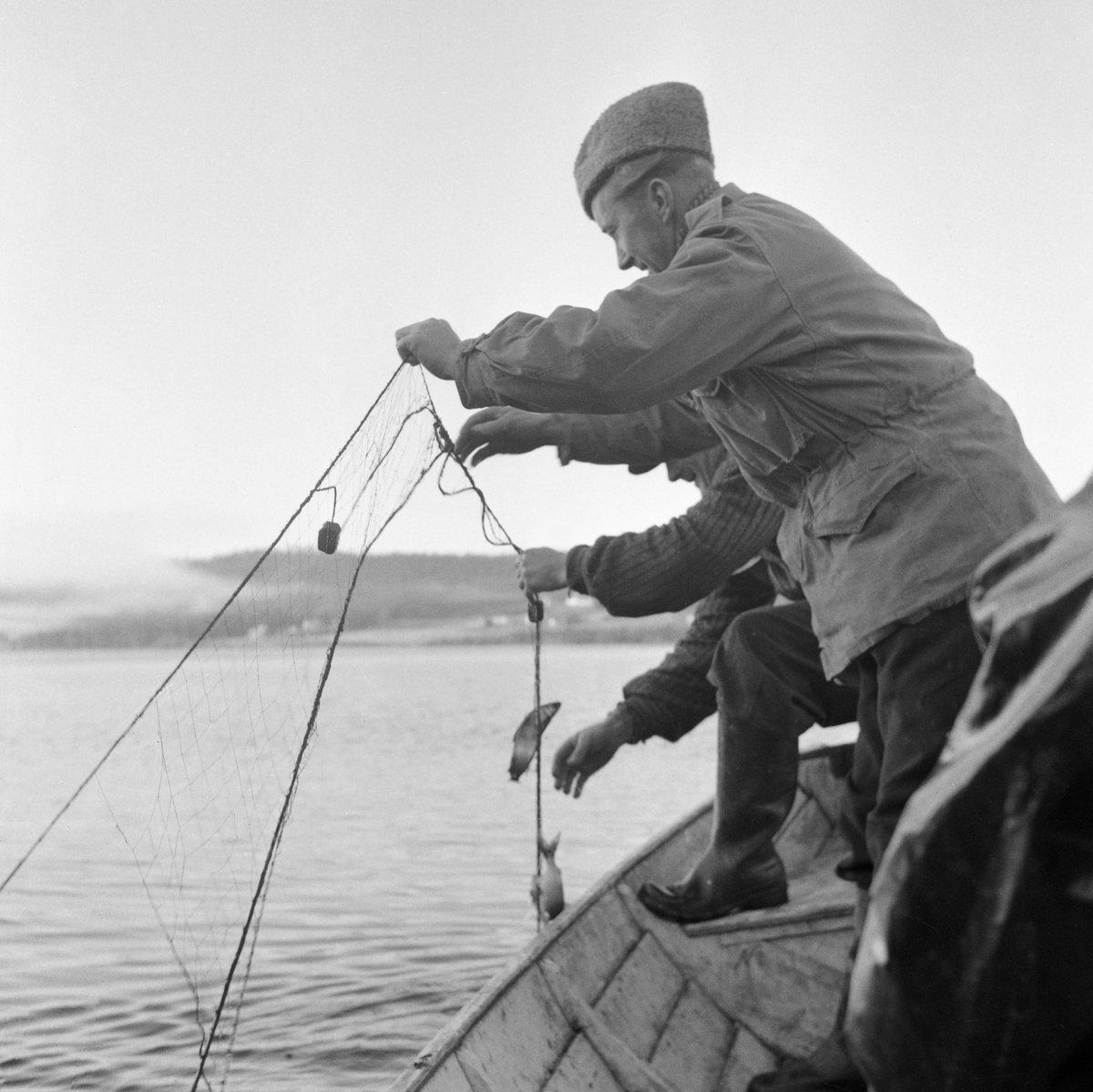 Sikfiske i Osensjøen, Hedmark. Garnfiske etter sik fra båt. Bildet er trolig tatt sent på 1960-tallet eller tidlig på 1970-tallet.
