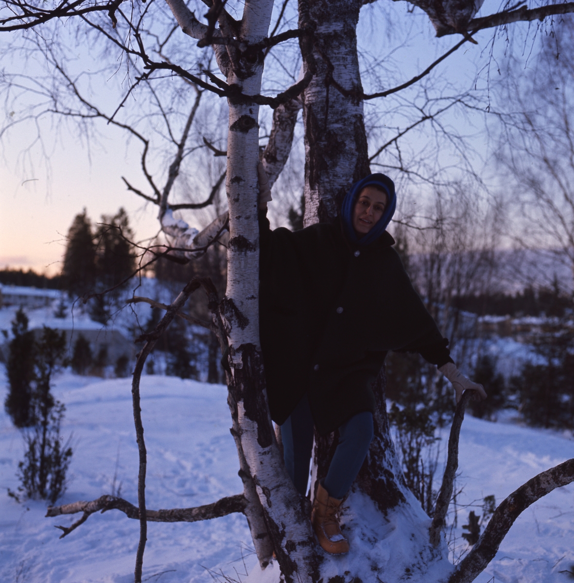I ett vinterlandskap klättrar silversmeden Rosa Taikon i en björk.