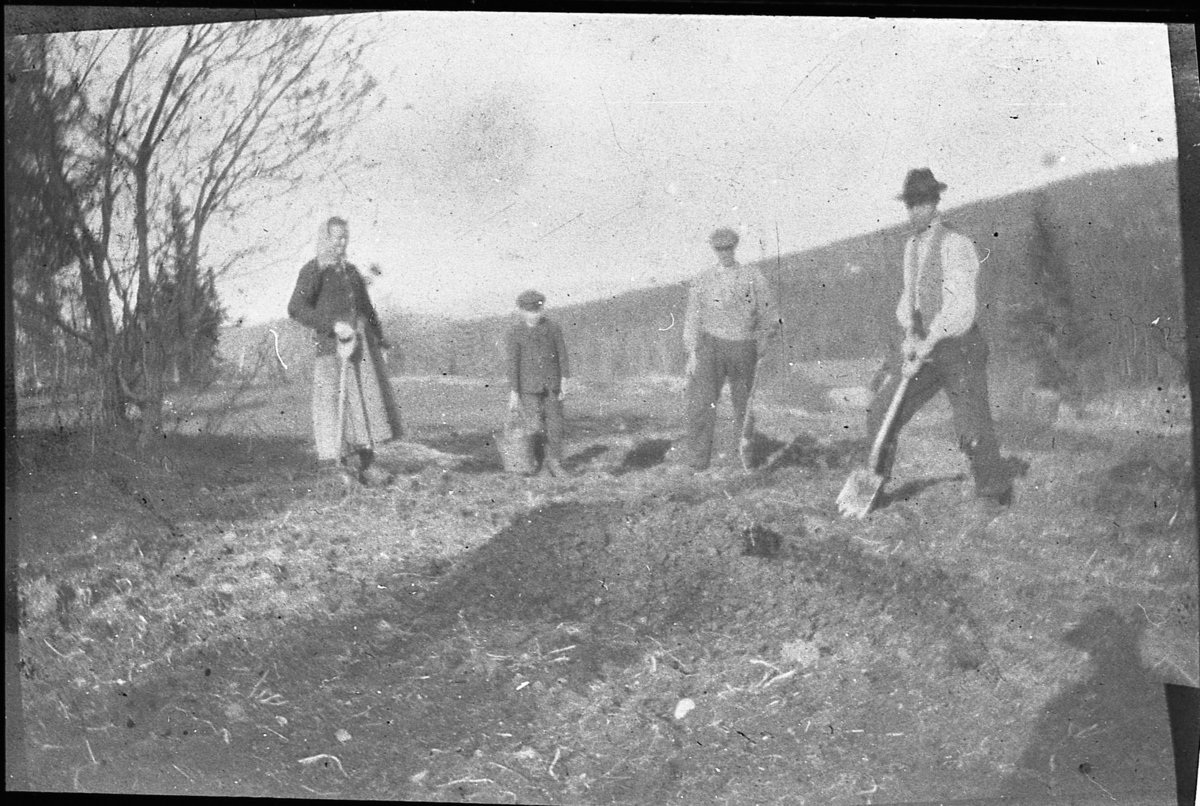 Potetsetting på Grønvold. Potetene  blir spadd ned. Fra venstre: Liv, Martin, Anders og Reier Grønvold. Omkring 1930.