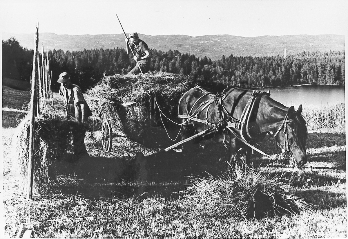 Høykjøring på Nordre Sætra på Greenskogen, omkring 1960.