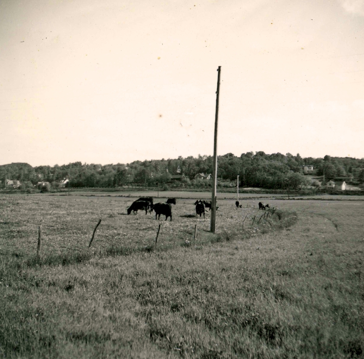 Kor betar på Ekans åkrar år 1953. I bakgrunden ses Västkustbanan, Gamla Riksvägen och hus i Kyrkbacken. Mitt i bilden (bakom elstolpen) anas Nygård, Kållered Stom.