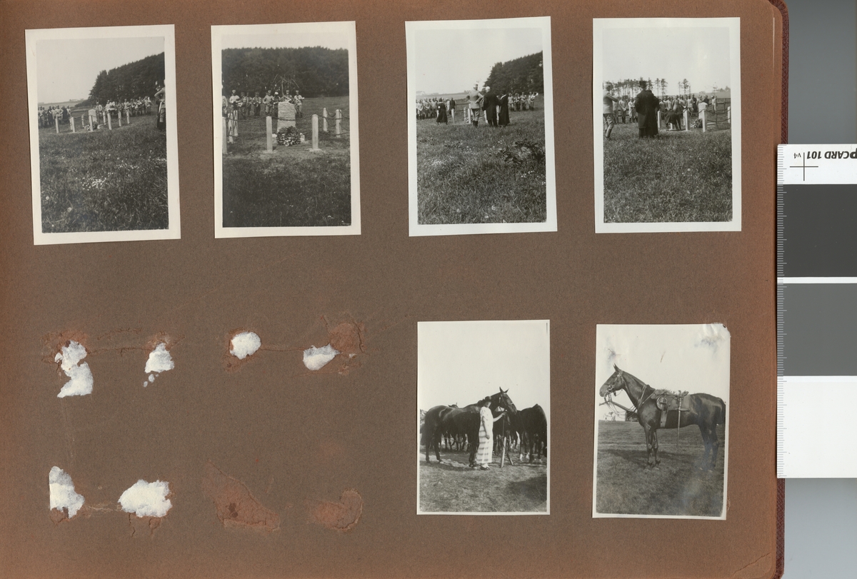Text i fotoalbum: "Förbindelsekursen 1920". Häst i närbild.