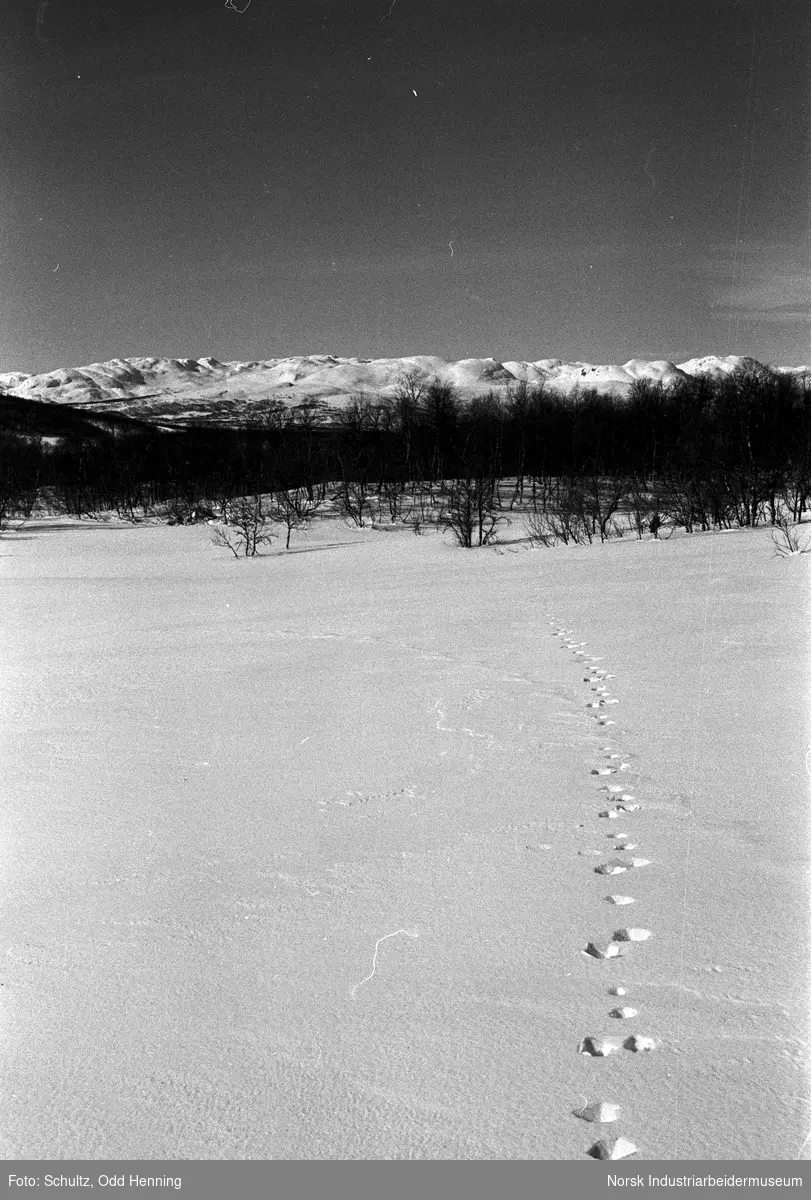 Harespor i snøen på fjellet.