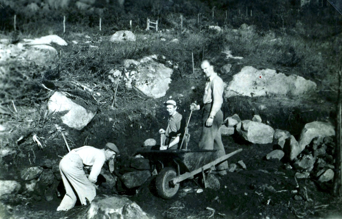 Tre män gräver tillsammans på Färåsvägen i Hallen, 1950-tal. Från vänster: Axel "Axel på berget" Eriksson (1902 - 1977), sonen Bo Eriksson (1930 - 2011) och Bengt Johansson (1930 - 2016), "Lund" Labacka.