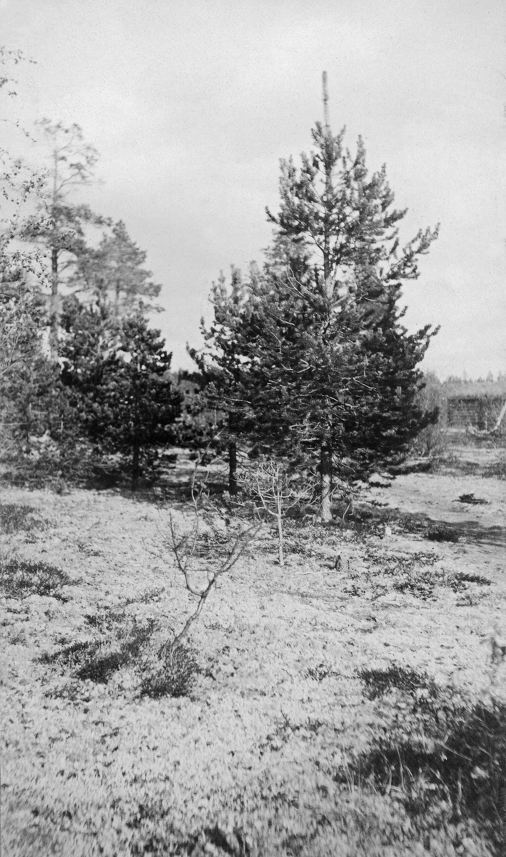 Ungfuru på et sted som fotografen kalte «Assebakte» i Karasjok i Finnmark. Han har notert seg at trærne var skadd etter musegnag. Året før dette bildet ble tatt rapporterte om skogskader: «Av saadanne er i Pasvikdalen iagttat avbitning av en hel del middelsstore frodige furutrærs knopper og ytterste grenesekud. Skaden, der ikke utøvedes i nogen længere tid, foretoges av en art klatremus. Denne er yderst vanskelig at fange, og har dette heller ikke lykkedes uagtet henvendelse baade til skogbetjente og andre skogfolk.»
