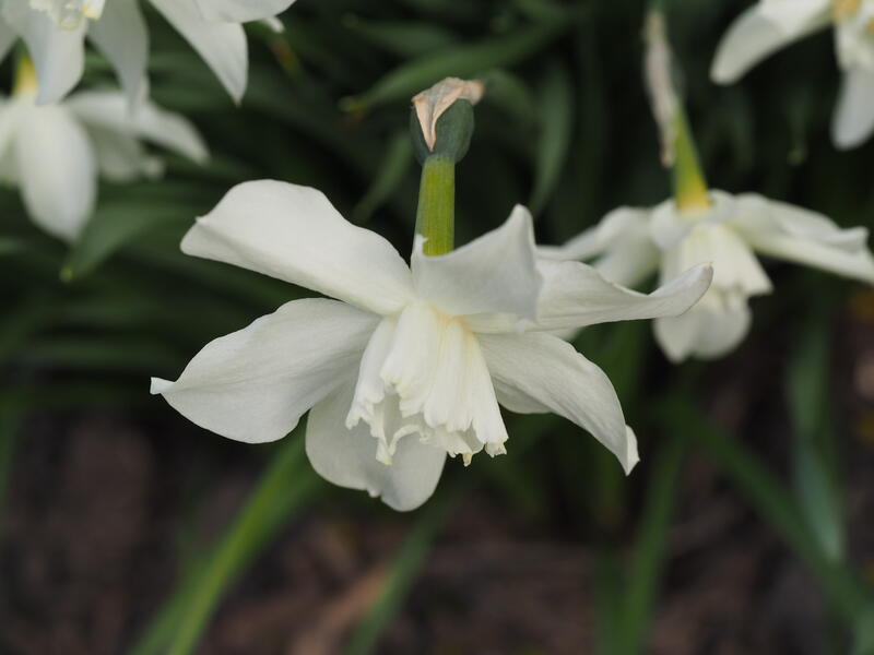 GH 2006 04 Narcissus 'Mrs. Langtry' (Foto/Photo)
