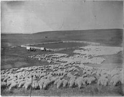Sauedrift i Montana, USA, ca. 1915.
