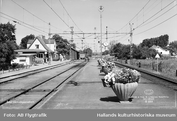 Vykort, "Åsa järnvägsstation." Stationen sedd från spårområdet med stora blomsterkrukor på perrongen mellan spåren. Stationsbyggnaderna ses i bakgrunden till vänster i bild. Stationen anlades vid Göteborg-Hallands järnväg 1888.