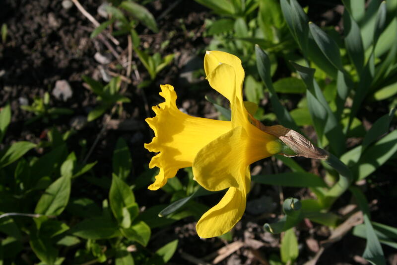 GH 2010 06 Narcissus 'Successor' (Foto/Photo)