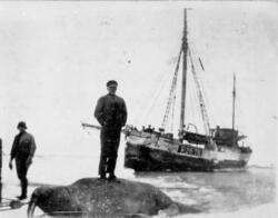 "Næstby" ved isen i Kvitsjøen. 1924 På ryggen av hvalrossen,