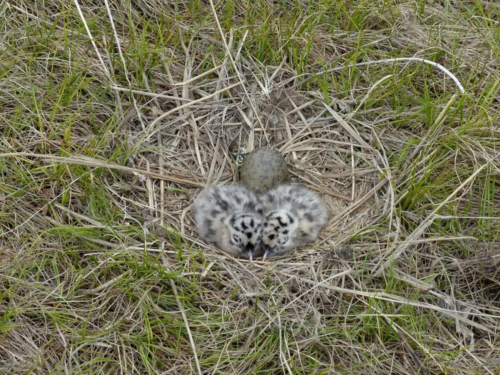 Foto av et fiskemåke reir med egg i