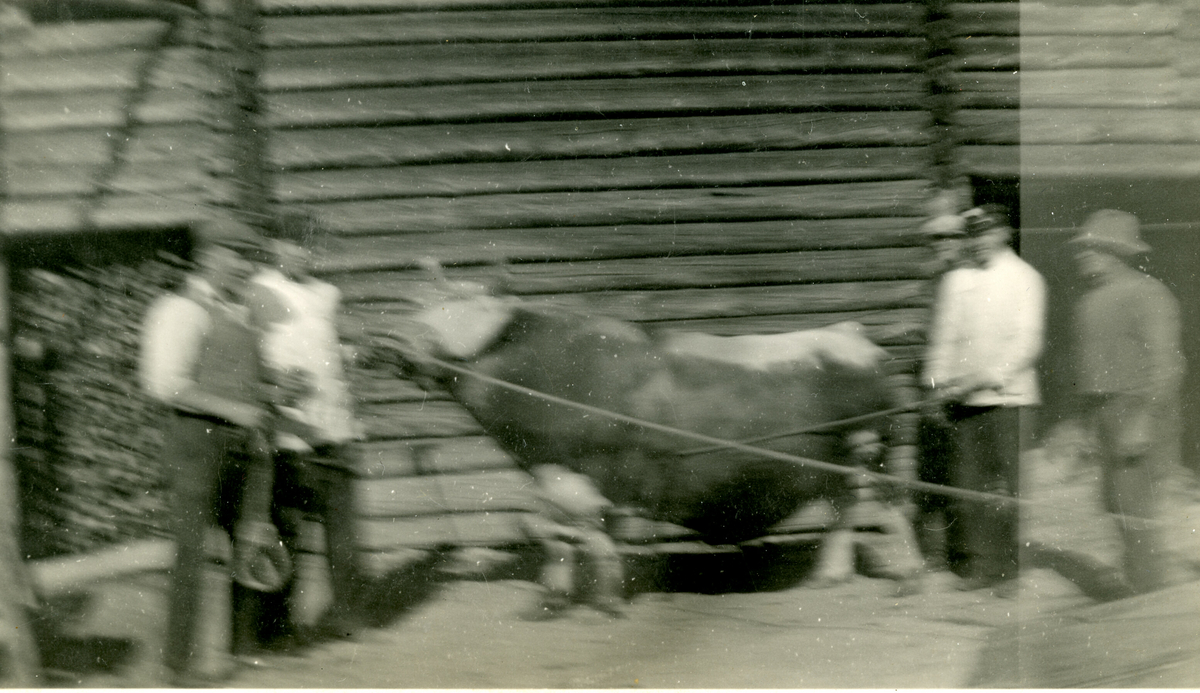 Valen i Nome 1935:  Oksen med vekt 380 kg.