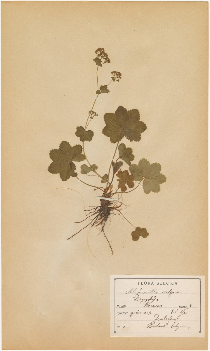 Avfotograferat ark från herbarium