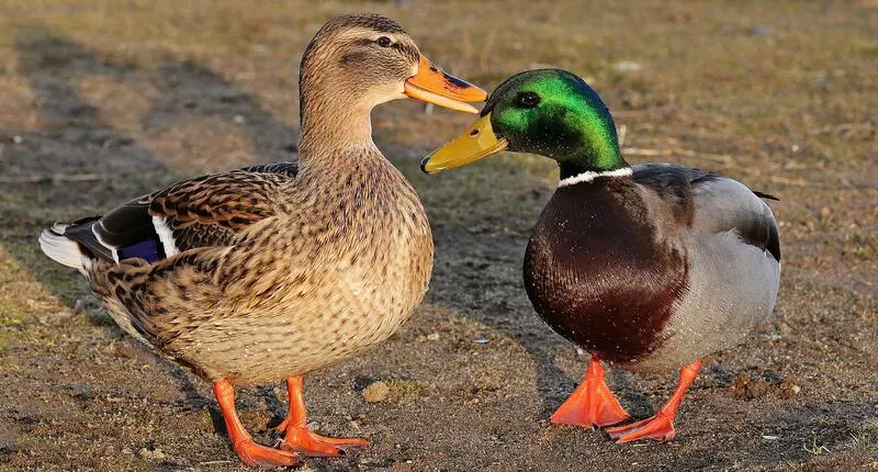 Foto av to stokkender som står på mudderet