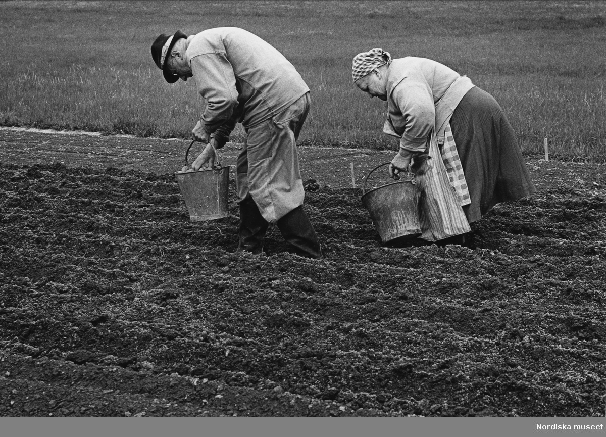 Äldre par sätter potatis på åker. Förlaga till frimärke utgivet i samband med Nordiska museets 100-årsjubileum 1973.