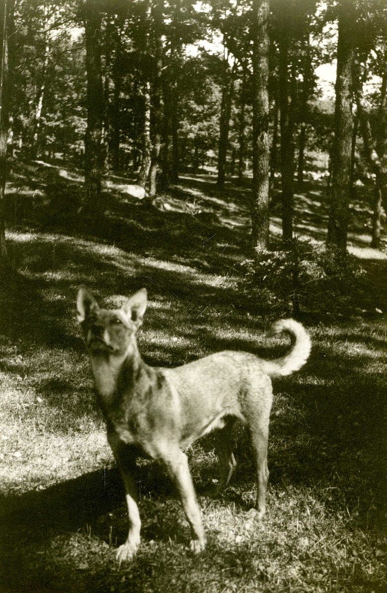 En jakthund, Kållered Stom "Nygård" okänt årtal.
