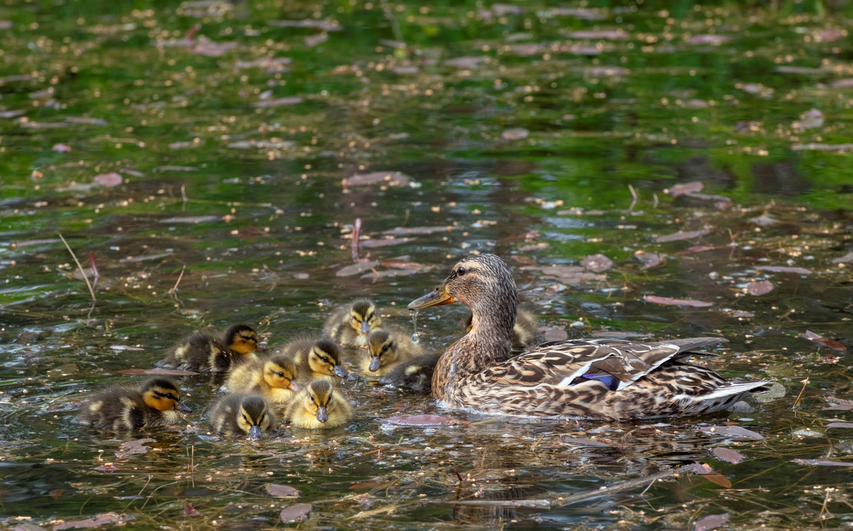Stokkender i en dam på Glomdalsmuseet, Elverum, Innlandet. Mor med unger spiser i dammen.
