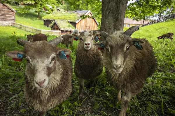 Sauer på beite