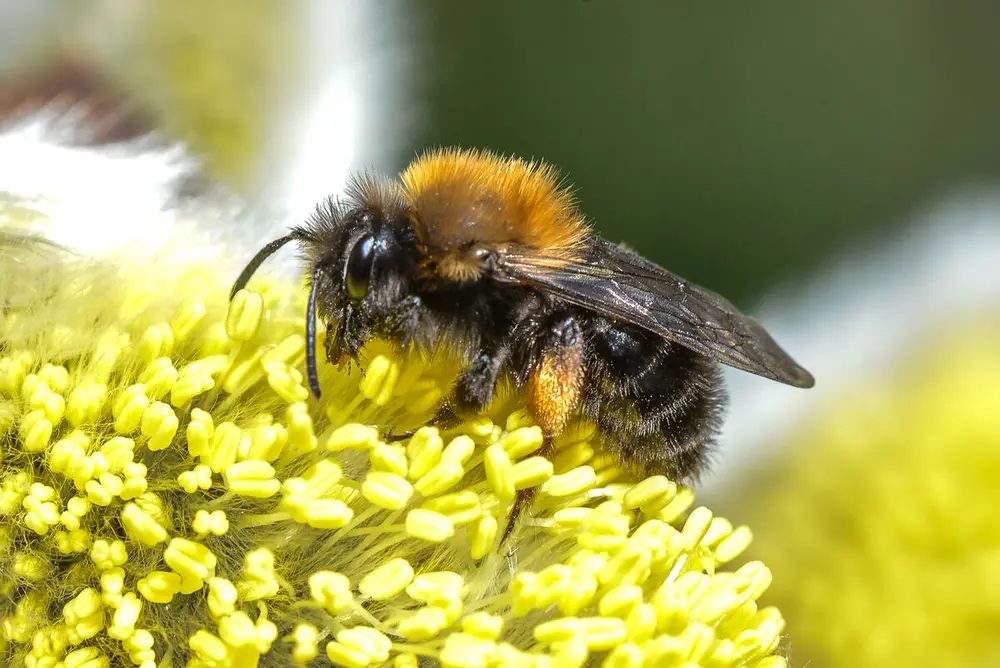 Foto av en vårsandbie som sitter på en blomst og samler pollen