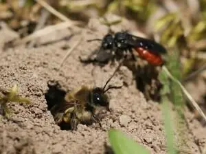 Foto av en vårslikebie som jager bort en blodbie fra hullet sitt