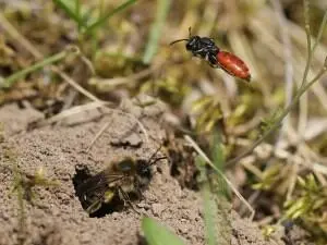 Foto av en vårslikebie og en blodbie ved et hull i sanden, blodbien parasitterer på andre sandbier