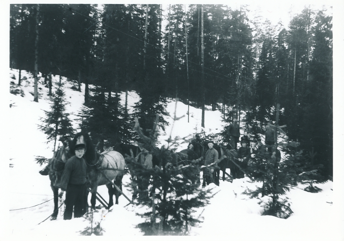 Gruppe arbeidskledde menn med hester og tømmerredskap i granskog om vinteren. Helt bakerst i bildet er to kvinner og en lyshåret jente synlige. Den ene kvinnen har pelshatt og muffe.