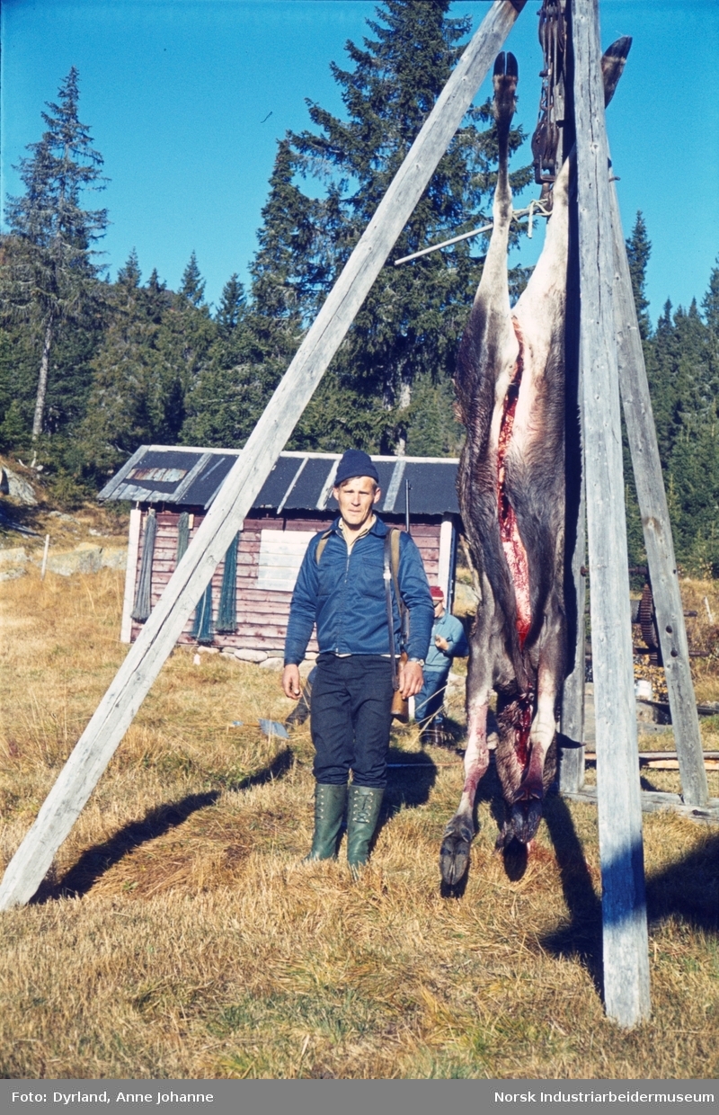 Elgjakt i Åmotsdal. Bjørn Dyrland står foran slaktet elg som henger i krok