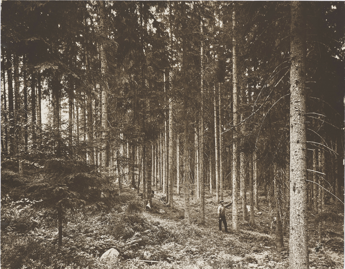 Landskapsbilde av skog. Dokumentasjon av skogplanting og hogstflater.
En mann som står og lener hånden mot en trestamme kan sees nede til høyre i bildet. 