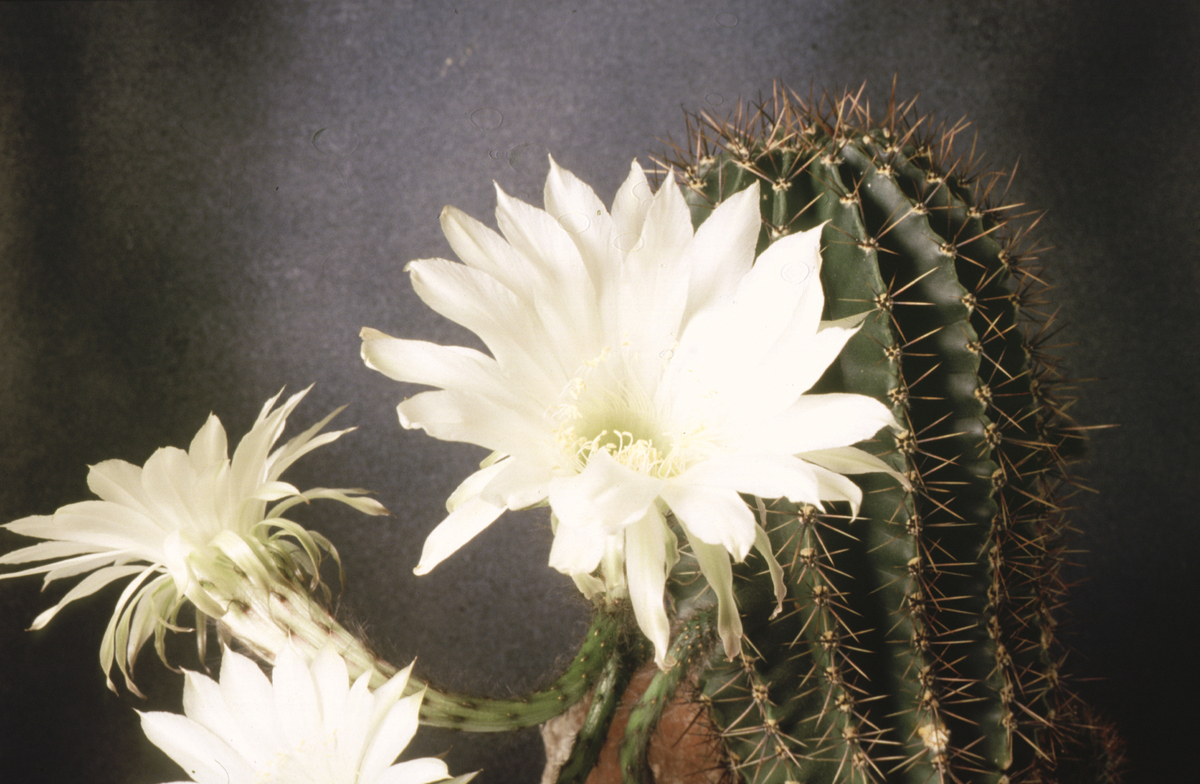 Kaktus i blomst på AmS.