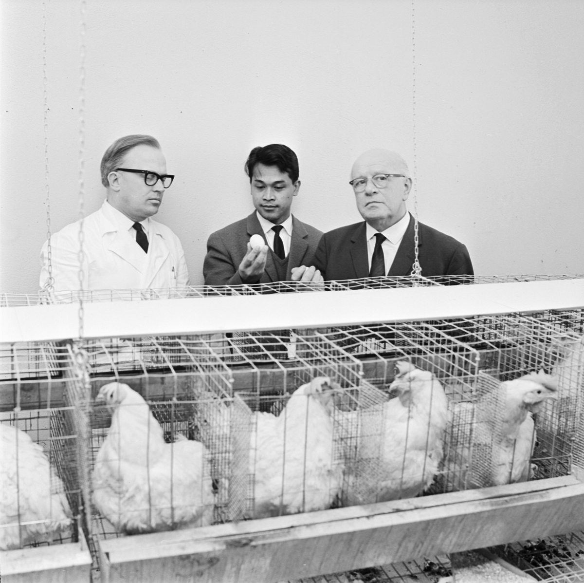 Lantbrukshögskolan, professor Ragnar Nilsson och två män tittar på höns, Uppsala 1965
