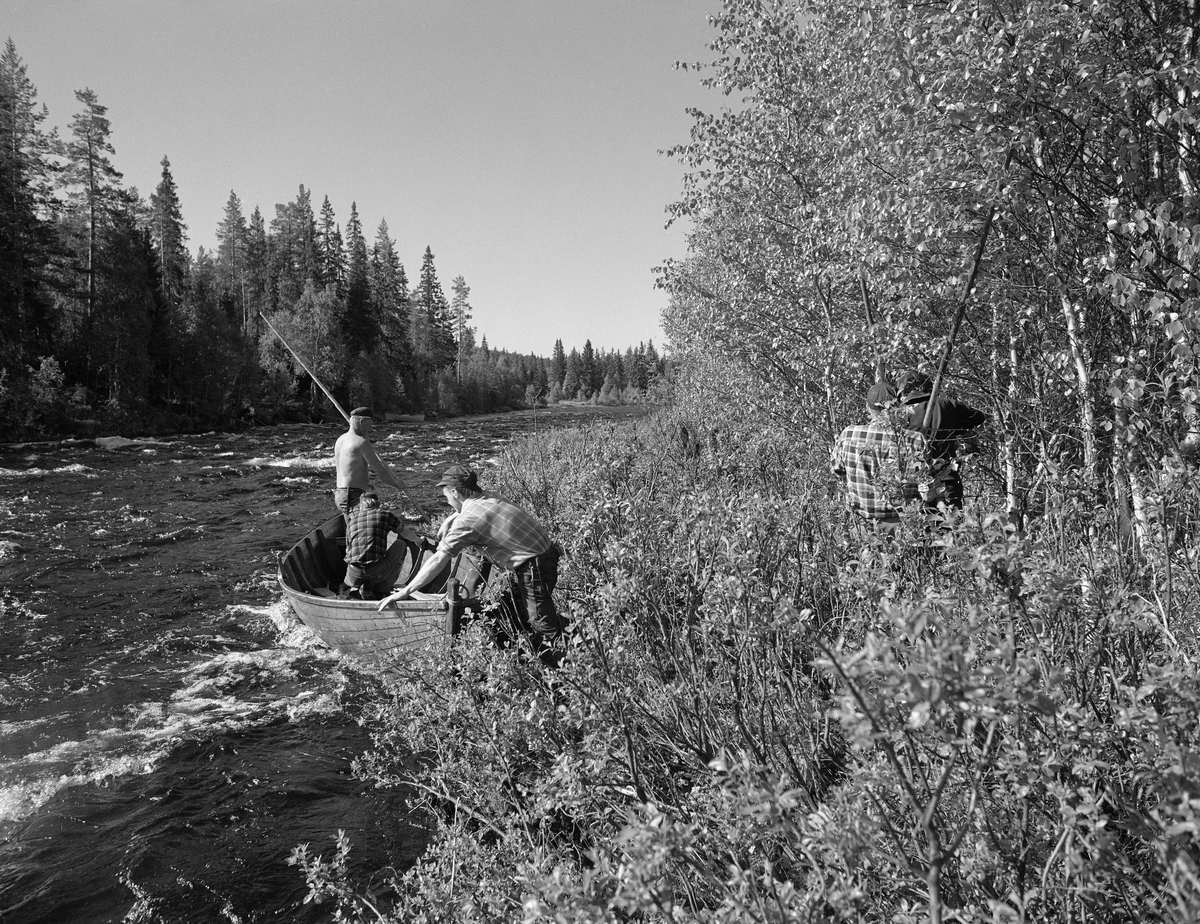 Sluttrensk i elva Stor-Grøna i Trysil, Hedmark. Fløtere på land og i robåt etter å ha løsnet en stor tømmervase som hadde bygd seg opp langs elveløpet.