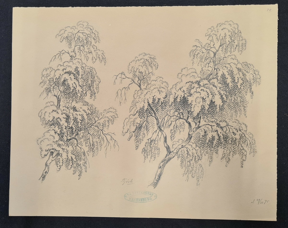 Teckning av F. A. Zettergren över ett träd, en björk. Teckningen är stämplad med F. A. Zettergren Wenersborg. Den är även daterad 29/10 1875.