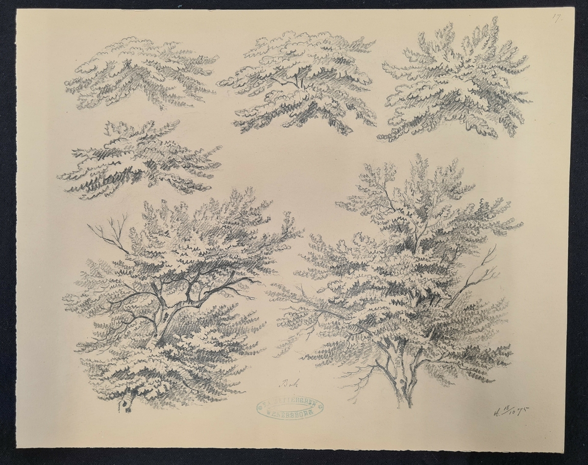 Teckning av F. A. Zettergren över ett träds lövverk, en bok.  Teckningen är stämplad med F. A. Zettergren Wenersborg. Den är även daterad 18/10 1875.